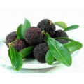 Chinese Fresh Chinese Yang Mei Fruit Arbutus Red Waxberry Juicy Red Bayberry